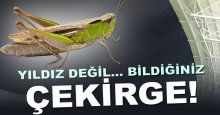 Bir çekirgemiz eksikti!