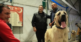 Oscar ve Vulkan'a yoğun ilgi 