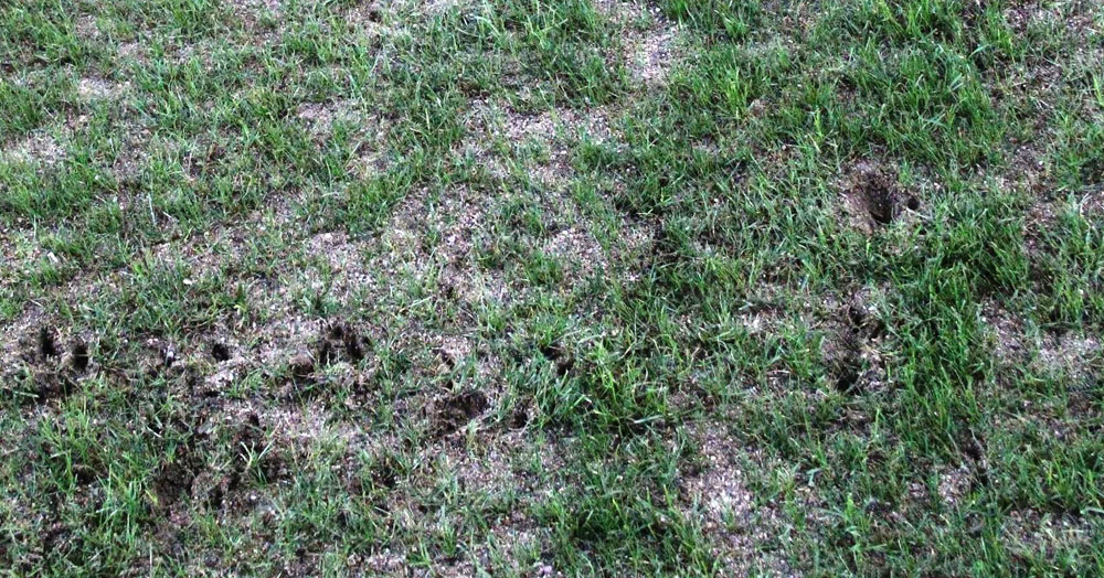 Tarlada bundan daha iyi futbol olamazdı