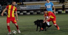 Sahaya dalan köpek maçı 10 dakika durdurdu!
